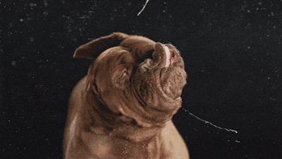 家里的萌宠,家里的萌宠长大后会变成什么样子