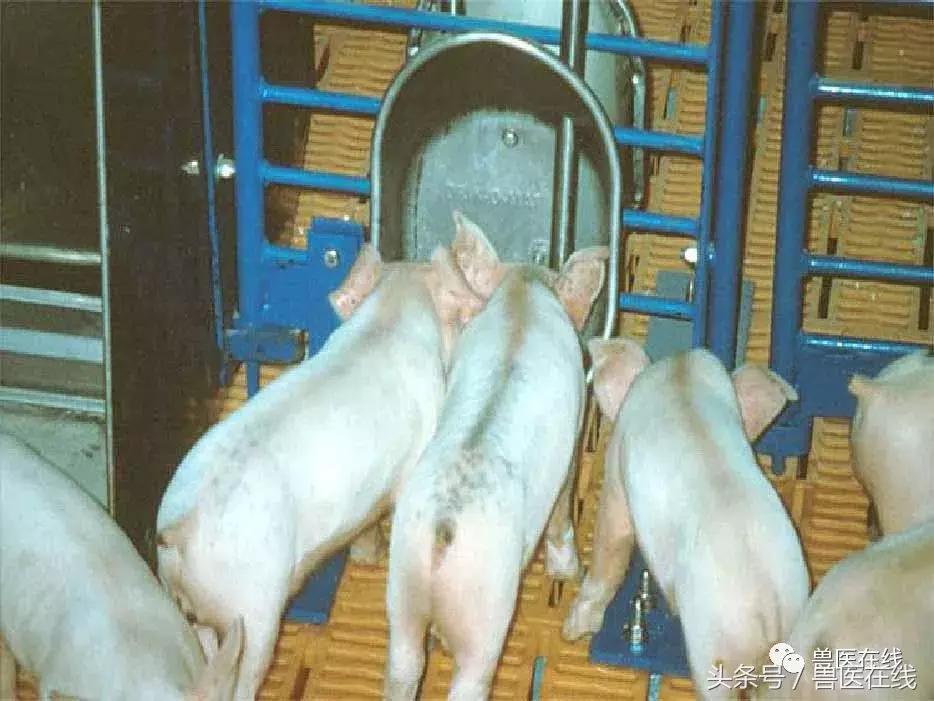 猪流行性腹泻的最佳治疗方法,猪流行性腹泻病毒存活多长时间