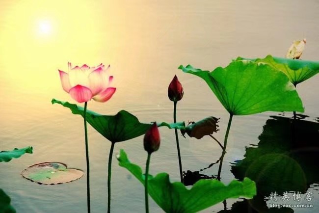 南县洞庭之心夜市,南县洞庭之心