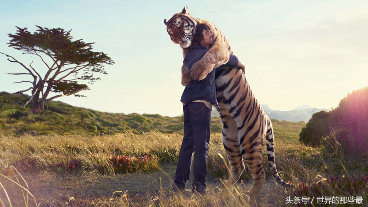 人类野外遇到老虎,人类遇到老虎怎么办