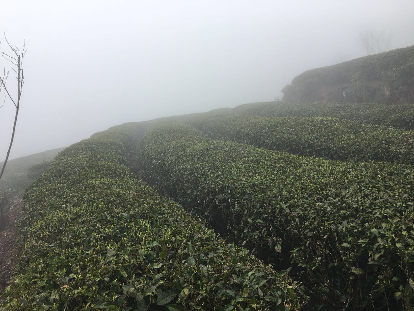 福建福鼎最美茶园,福鼎有什么美景