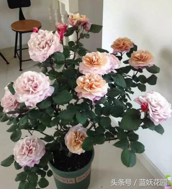 月季不能浇什么水,月季施肥不当怎么处理