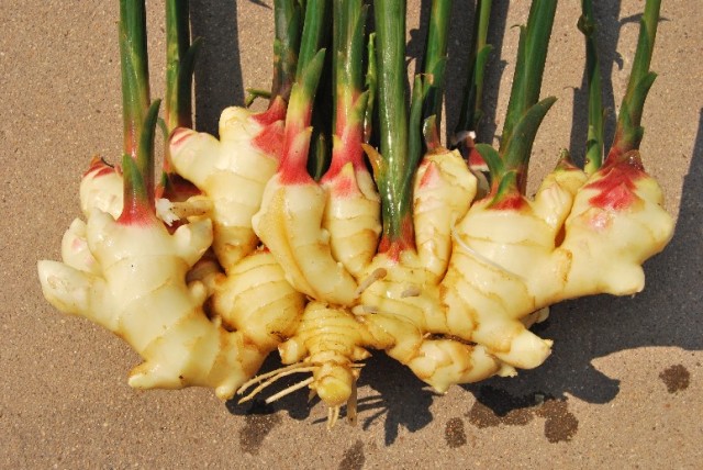 养阳是夏季养生的关键,夏日养阳的食物