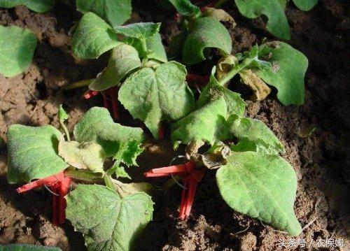 为什么刚出苗的黄瓜苗发黄,给黄瓜苗喷了醋后发黄怎么办