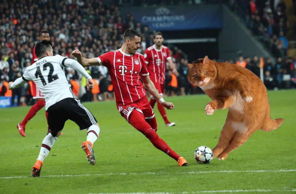 荣膺全场最佳?胖橘带你盘点那些闯入球场的猫猫狗狗