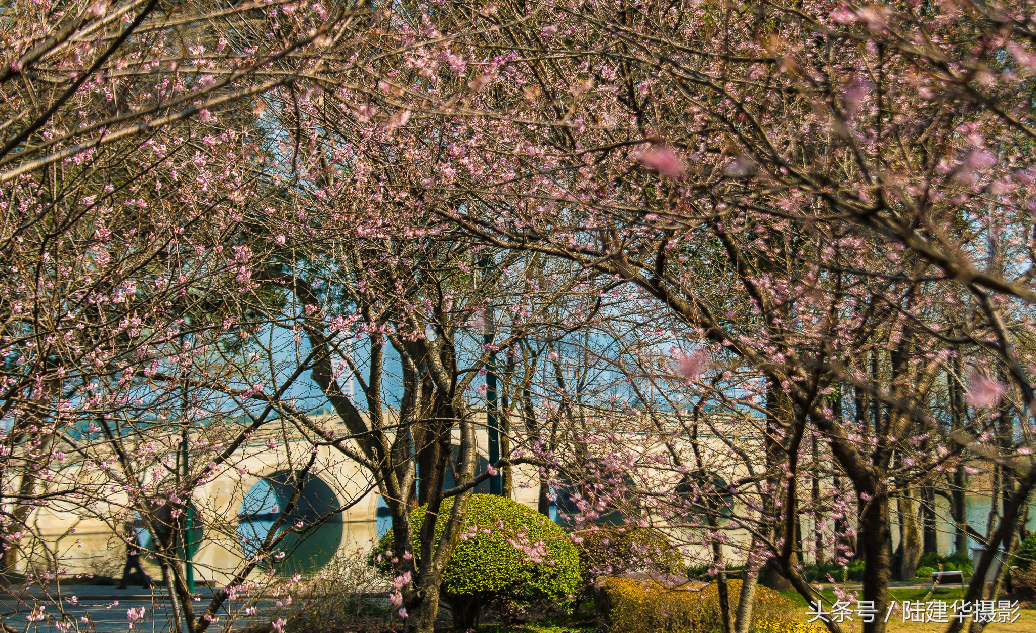太湖赏樱花鼋头渚旅行攻略,太湖鼋头渚风景区看樱花旅游攻略