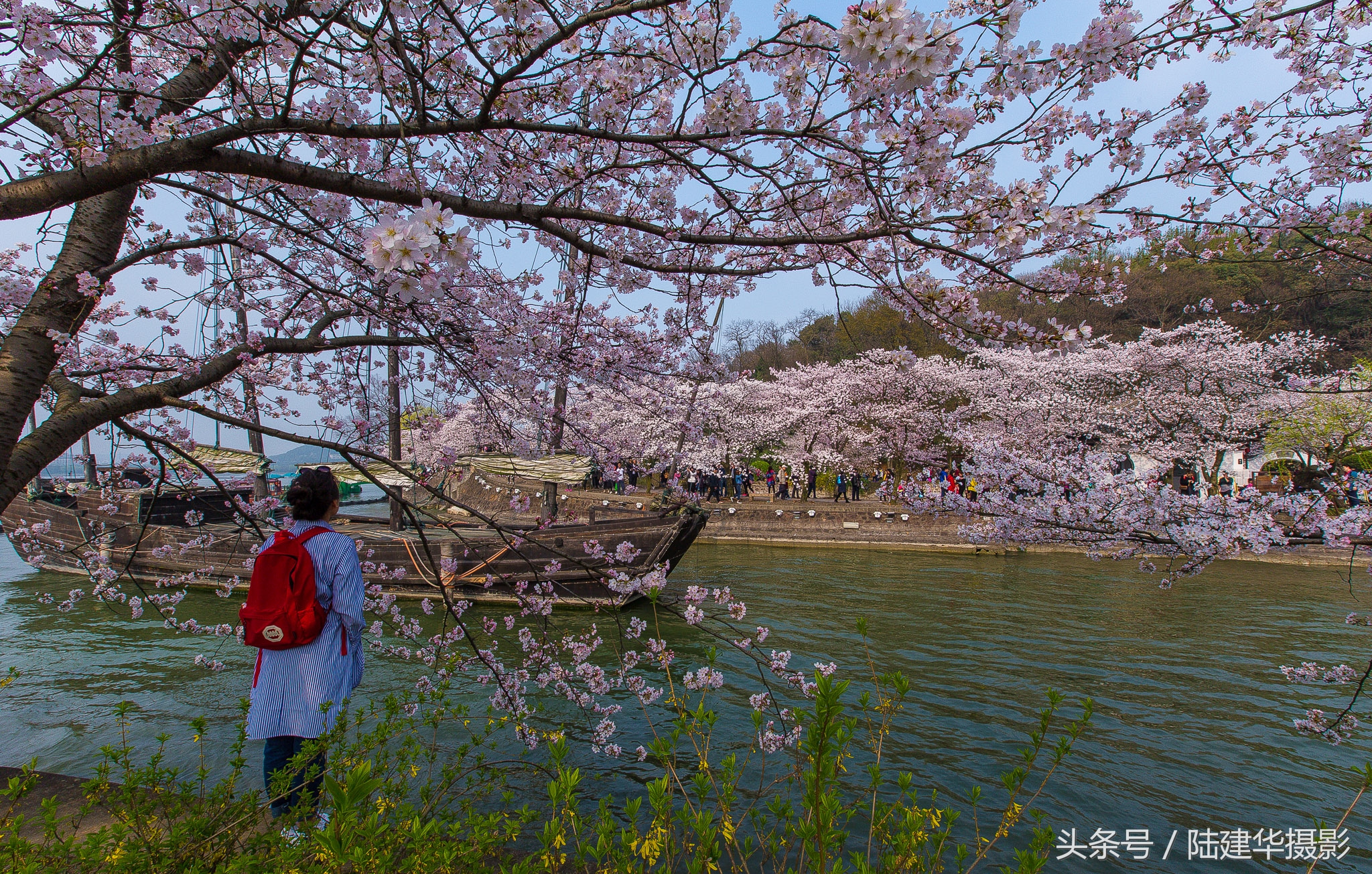 太湖赏樱花鼋头渚旅行攻略,太湖鼋头渚风景区看樱花旅游攻略