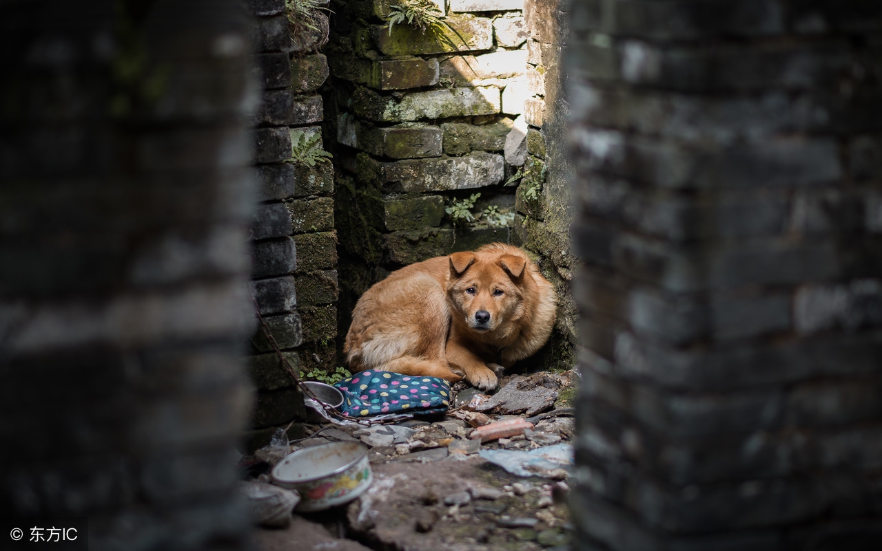 善待田园犬完整视频,善待拯救中华田园犬