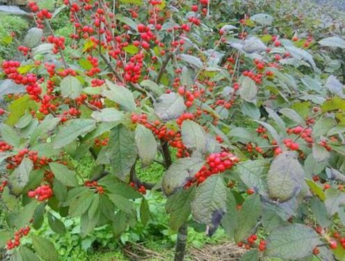 红果冬青10公分要生长多少年,红果冬青小苗价格及图片