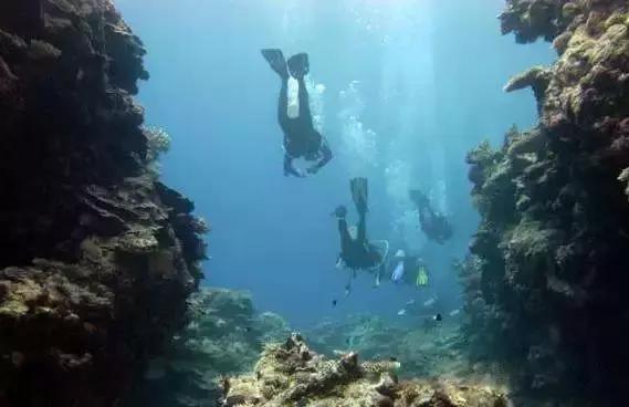 帕劳岛自由潜水 (帕劳潜水视频观看鱼群风暴)