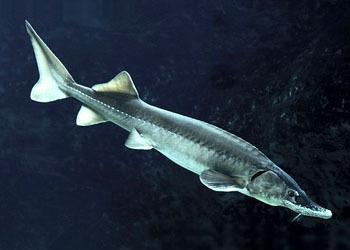 最顶级六种鱼子酱,正宗鱼子酱有哪几种