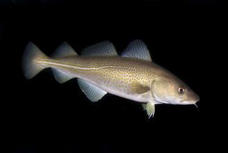 最顶级六种鱼子酱,正宗鱼子酱有哪几种