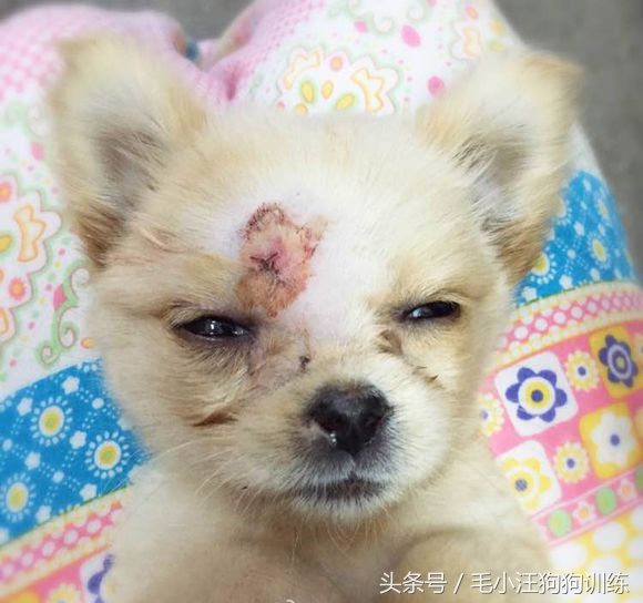 狗生坎坷总爱生病的小黄油，希望你未来的日子健康快乐平平安安！