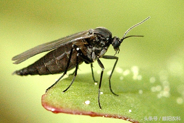 韭菜有什么病害怎么防治,韭菜上面的虫怎么治