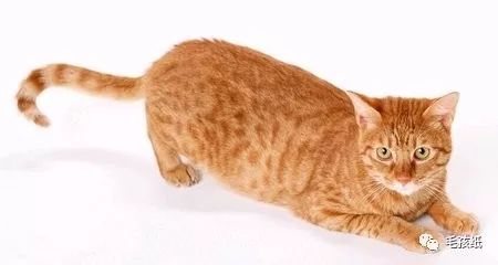 猫最常见的有哪几种品种,世界公认的猫种有哪些名字