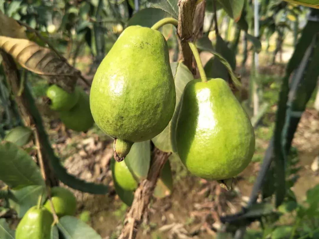 草莓车厘子芒果榴莲菠萝蜜猕猴桃,热带水果芒果榴莲火龙果