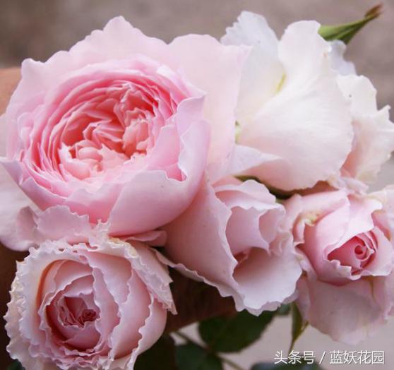 缺少阳光种什么月季,缺少直射光怎么养月季