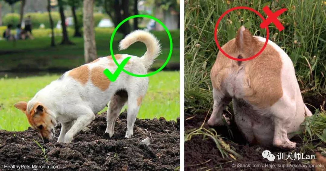 给狗断尾巴有什么作用和功效,断尾对狗的伤害