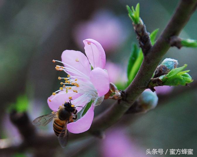真假蜂蜜原蜜的鉴别方法,怎么辨别浓缩蜜和蜂蜜