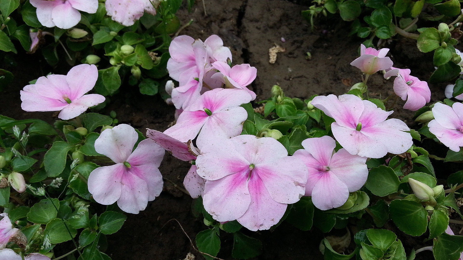 农村经常见到的药用野草,适合农村人涂的指甲油