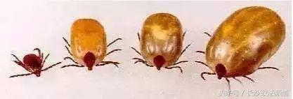 最近在家或外出都要小心它！一周内已有多人中招进了医院