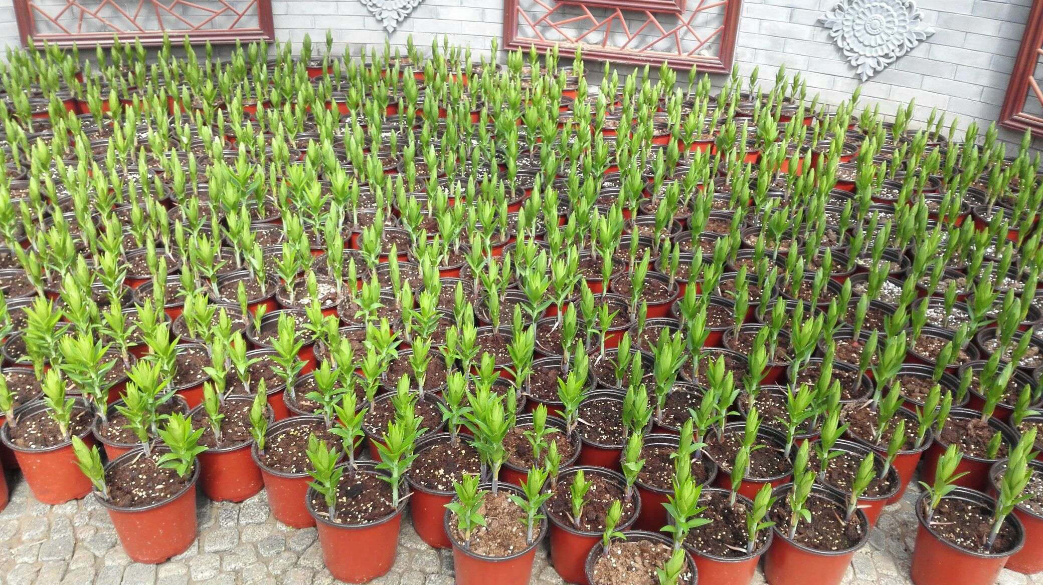 香水百合养护教程,重瓣香水百合养护方法