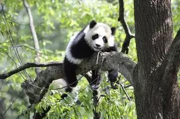 如果你是个正宗的雅安人，这6点吐槽一定有你！