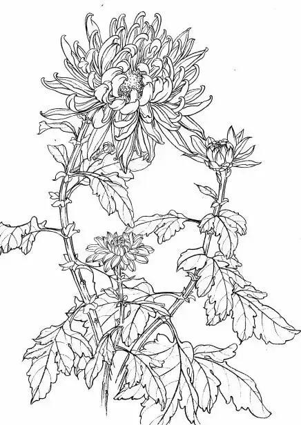 入门白描花卉菊花视频,白描菊花国画如何上色