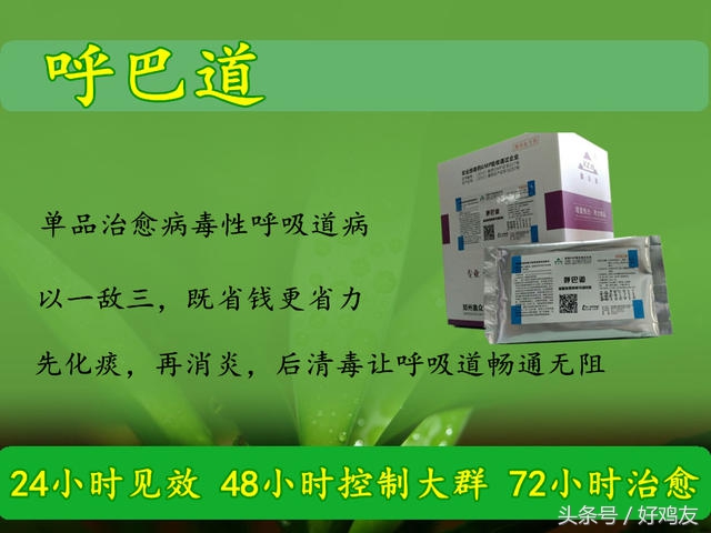 关于养鸽子的一些偏方,鸽子饲养方法大全