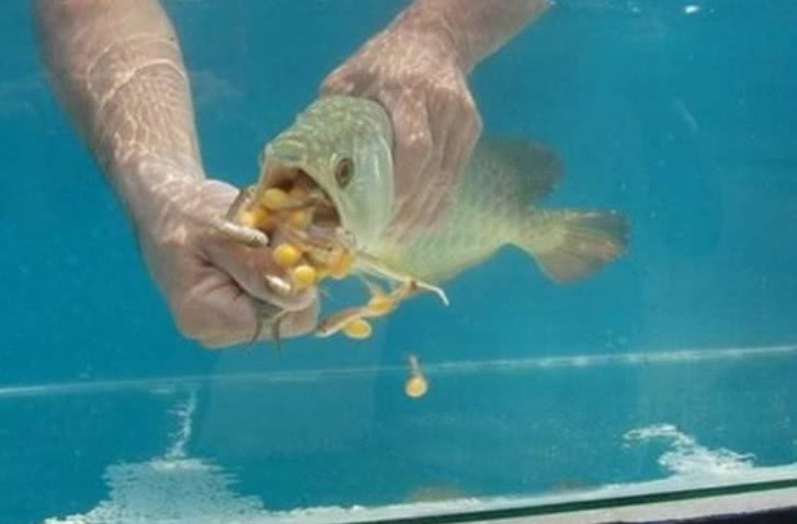 金鱼不吃东西能活多久,金鱼老是吃不到鱼食