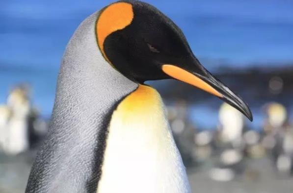 澳洲留学生行李邮寄回国,澳洲留学生行李额