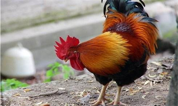 恶人为夺夜明珠，将金鸡“拔毛助长”，雄鸡舍身取义力克蜈蚣精！