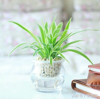 水培的吊兰可以用啤酒水浇吊兰吗,吊兰怎样水培才能养好