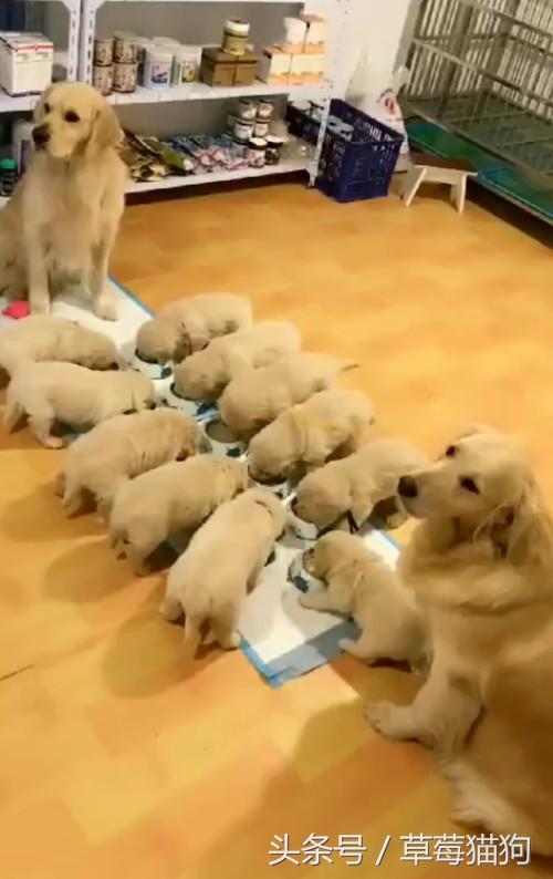 金毛生了狗狗有一只不管怎么办,金毛生了一个足球队