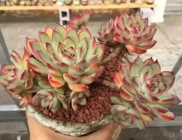 270种常见多肉图谱,270种常见多肉盆景