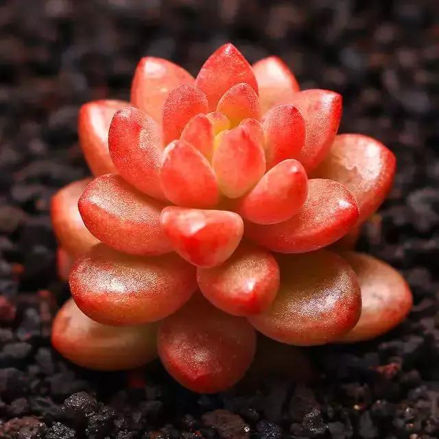 270种常见多肉图谱,270种常见多肉盆景