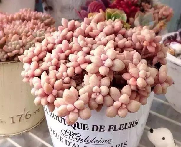 270种常见多肉图谱,270种常见多肉盆景