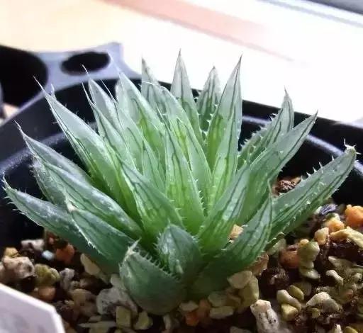 270种常见多肉图谱,270种常见多肉盆景