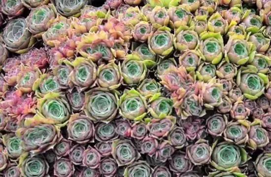 270种常见多肉图谱,270种常见多肉盆景