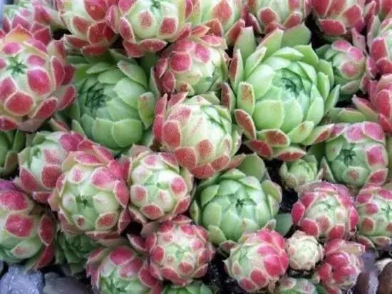 270种常见多肉图谱,270种常见多肉盆景