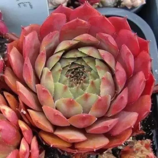 270种常见多肉图谱,270种常见多肉盆景