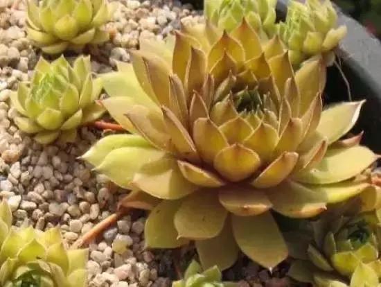 270种常见多肉图谱,270种常见多肉盆景