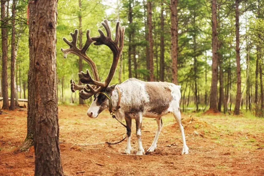 追星旅游记,追星大环线日记