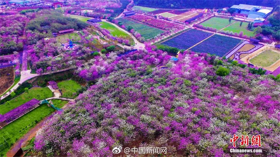 美爆了雨中的园博园风景美如画,美爆最美樱花大道继续绽放