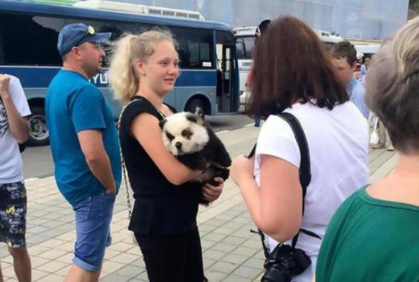 熊猫一样的狗子,狗子假扮熊猫的迷惑行为搞笑视频