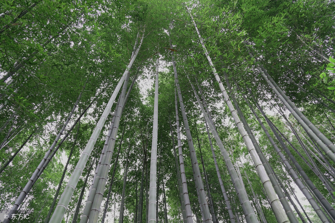 杭州竹海水韵咏竹园,竹海水韵咏竹园图片