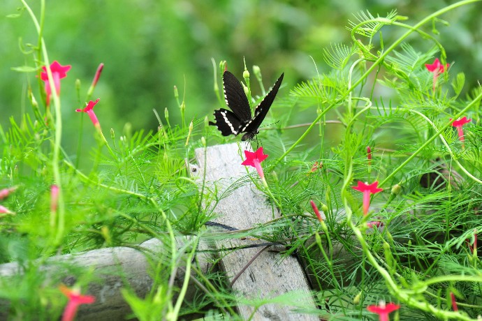 青苹果原创歌曲,青苹果原创