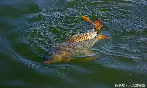 每次钓完鱼鱼竿怎么保养,鱼竿可以用凡士林保养吗