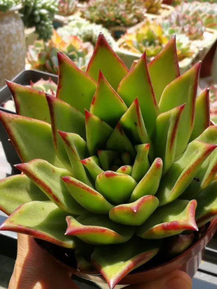 为了多肉改造阳台,疯狂的她