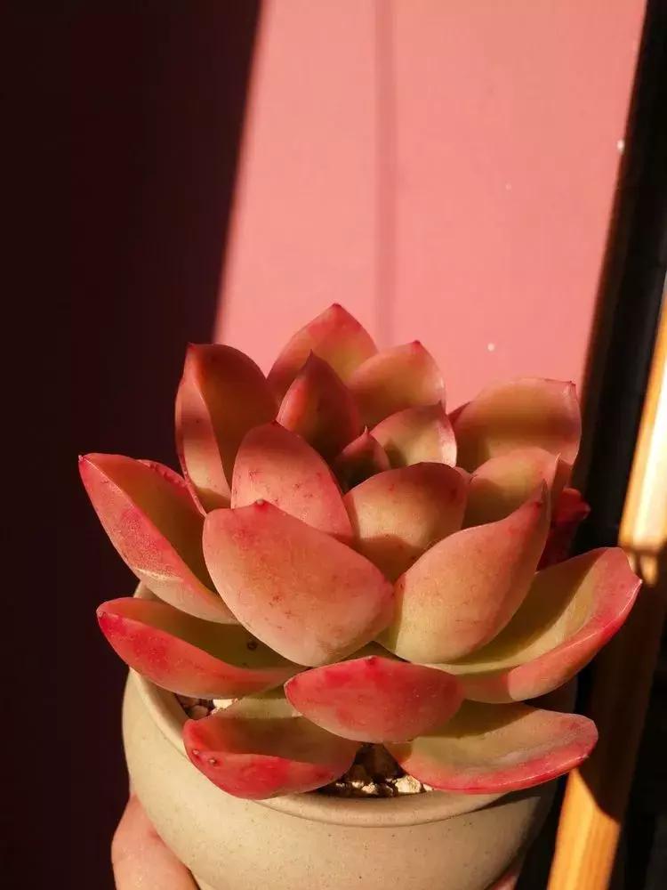 为了多肉改造阳台,疯狂的她